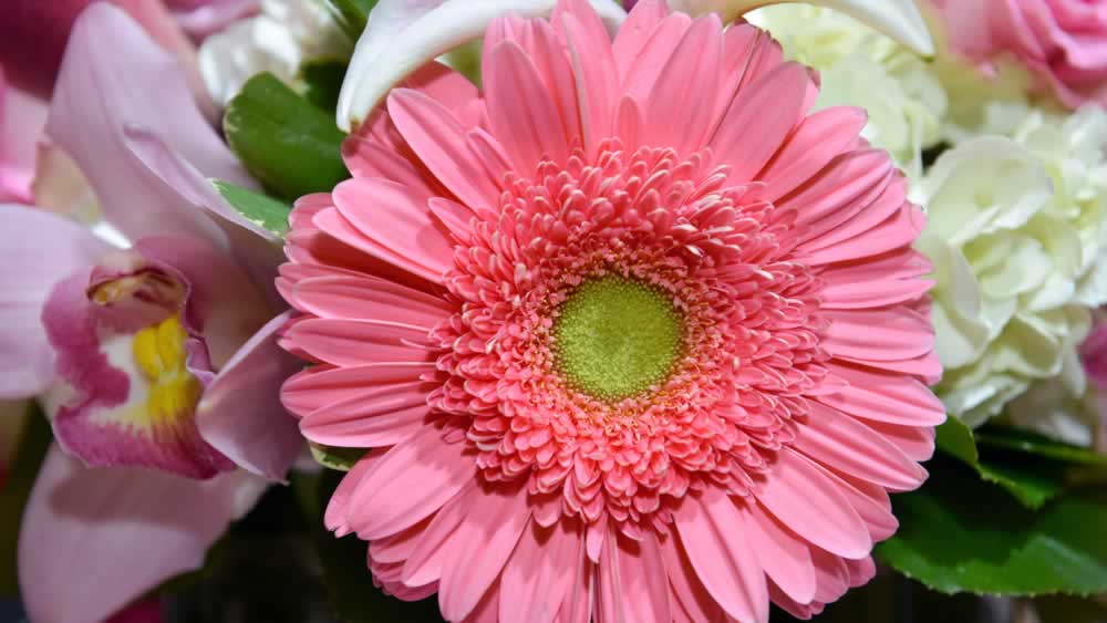 Gerbera