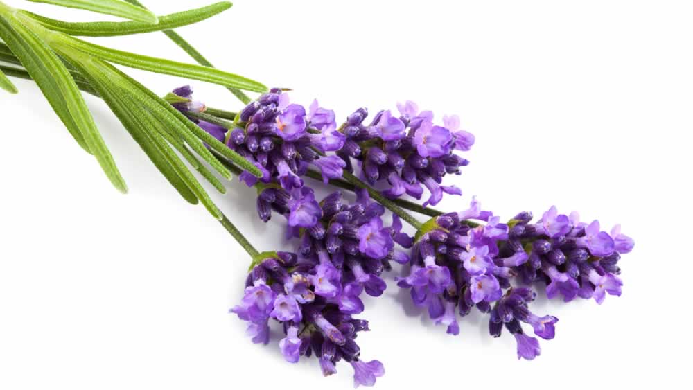 Lavanda