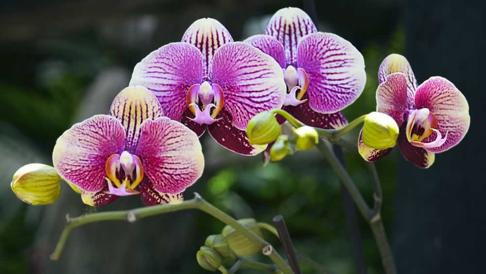 Orchidea